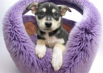 LILLIPUT -  Siberian Husky and Mixed Breed Dog for Adoption in Fort Lauderdale, Florida - LILLIPUT | PetCurious