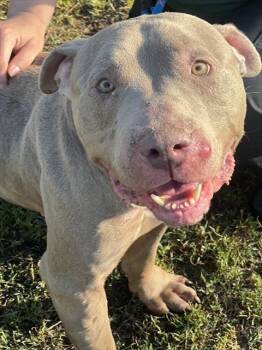 Pit Bull Terrier and Weimaraner Dogs Available for Adoption - SWEETIE | PetCurious