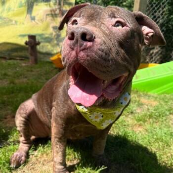 Rescue American Staffordshire Terrier Dogs for Adoption in Pittsburgh, Pennsylvania - Coco | PetCurious