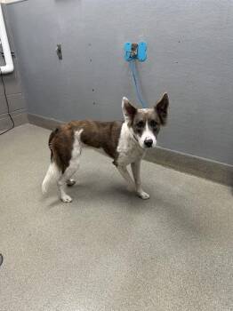 Rescue Husky and Mixed Breed Dogs for Adoption in Las Vegas, Nevada - WINTER | PetCurious