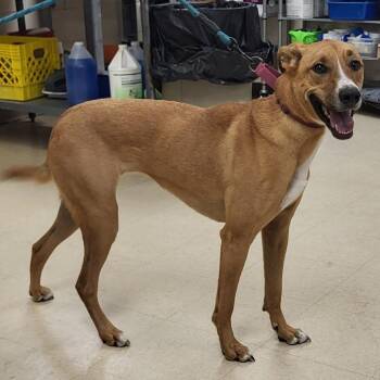 Gazelle -  Mixed Breed Dog for Adoption in Lake Panasoffkee, Florida - Gazelle | PetCurious