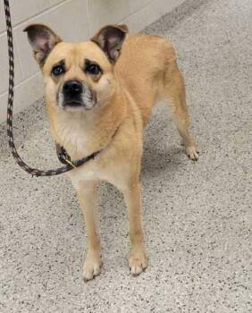 Hermione -  Mixed Breed Dog for Adoption in Kansas City, Missouri - Hermione | PetCurious