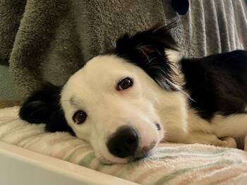 Border Collie Dogs Available for Adoption - WILLOW | PetCurious