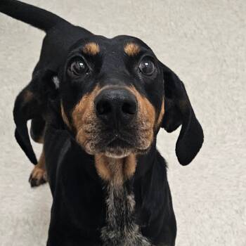 Rescue Mixed Breed Dogs for Adoption in Chatham, Virginia - Boomer | PetCurious