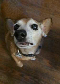 Vida Boheme -  Dachshund and Chihuahua Dog for Adoption in Millcreek, Utah - Vida Boheme | PetCurious