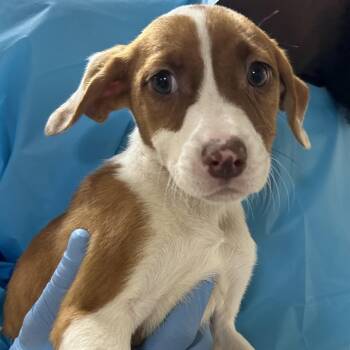 Pit Bull Terrier Dogs Available for Adoption in Birmingham, Alabama - Calliope | PetCurious