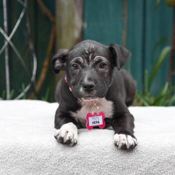 Pit Bull Terrier Dogs Available for Adoption - Hera | PetCurious