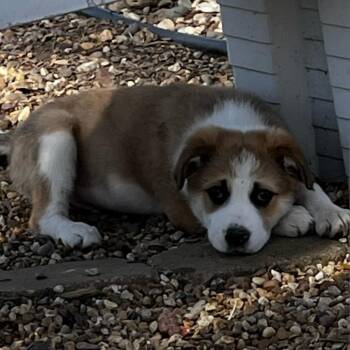 Denver -  Great Pyrenees and Collie Dog for Adoption in Normal, Illinois - Denver | PetCurious