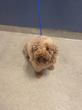 JACOB -  Poodle and Mixed Breed Dog for Adoption in Doral, Florida - JACOB | PetCurious