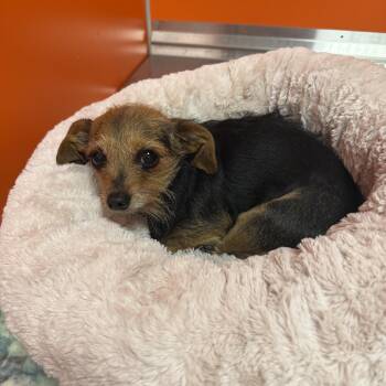 Yorkshire Terrier Dogs Available for Adoption in Bradenton, Florida - Pip | PetCurious
