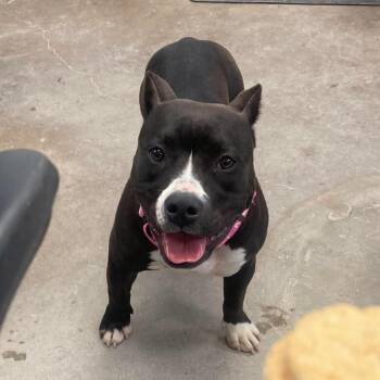 Betty -  Mixed Breed Dog for Adoption in Duncan, Oklahoma - Betty | PetCurious