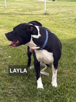 Layla -  American Staffordshire Terrier and Labrador Retriever Dog Available for Adoption in Windom, Minnesota - Layla | PetCurious