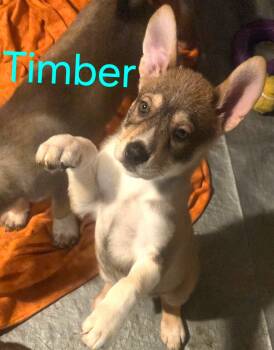 Husky and German Shepherd Dog Dogs Available for Adoption - TIMBER | PetCurious
