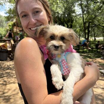 Praline is Sweet as Pie -  Shih Poo Dog for Adoption in Lockhart, Texas - Praline Is Sweet As Pie | PetCurious