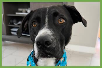 Blue -  Pit Bull Terrier and Labrador Retriever Dog for Adoption in Amherst, Massachusetts - Blue | PetCurious