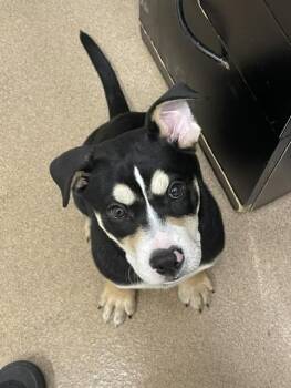 A140435 -  Pit Bull Terrier and Rottweiler Dog for Adoption in Hayward, California - A140435 | PetCurious