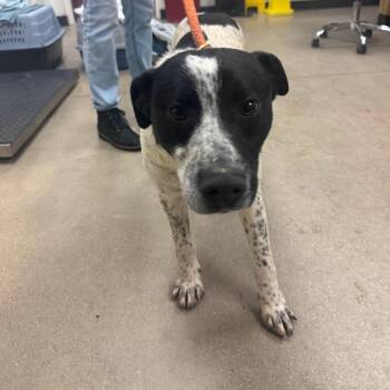 Mixed Breed and Cattle Dog Dogs Available for Adoption - YORK-Stray-14914 | PetCurious