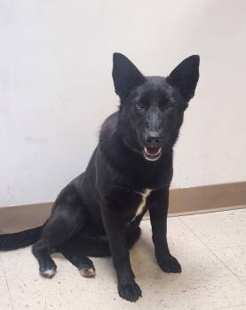 GYPSY -  Australian Cattle Dog Blue Heeler and Mixed Breed Dog Available for Adoption in Lexington, Tennessee - GYPSY | PetCurious