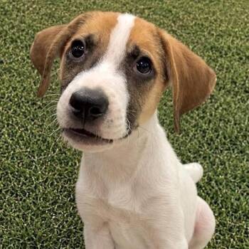 Warrior -  Hound Dog for Adoption in Oklahoma City, Oklahoma - Warrior | PetCurious