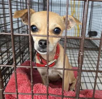 Rescue Chihuahua Dogs for Adoption in Oroville, California - ITTY BIT | PetCurious