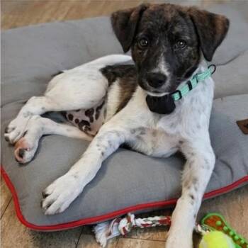 Theo -  Mixed Breed Dog for Adoption in Baldwin, Maryland - Theo | PetCurious