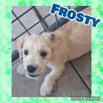 Frosty -  West Highland White Terrier Westie and Dachshund Dog for Adoption in Ringwood, New Jersey - Frosty | PetCurious