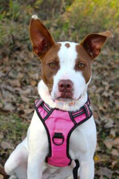 Rescue Pit Bull Terrier and Mixed Breed Dogs for Adoption in Savage, Minnesota - Sweetie | PetCurious