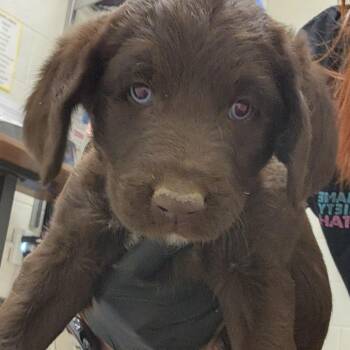 Cyclops -  Mixed Breed Dog for Adoption in Murray, Utah - Cyclops | PetCurious