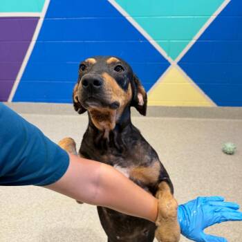 Zaatar -  Mixed Breed Dog for Adoption in Englewood, Florida - Zaatar | PetCurious