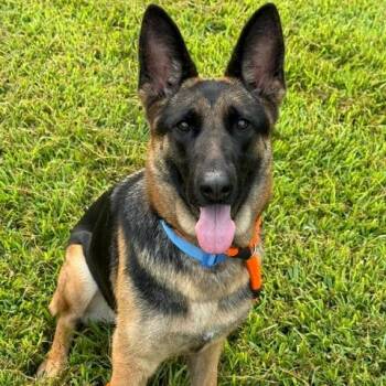 Coco -  German Shepherd Dog Dog for Adoption in Chesapeake, Virginia - Coco | PetCurious