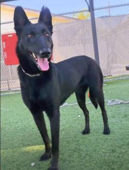 Belgian Shepherd Malinois Dogs Available for Adoption - Layla | PetCurious