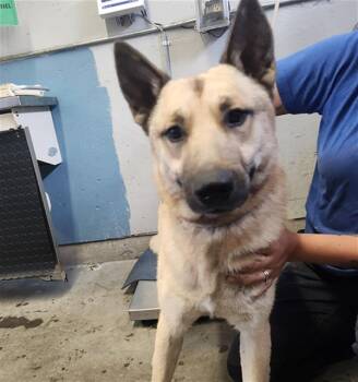 ZEUS -  German Shepherd Dog and Mixed Breed Dog Available for Adoption in Camarillo, California - ZEUS | PetCurious