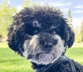 Miniature Poodle Dogs Available for Adoption - Timmy | PetCurious