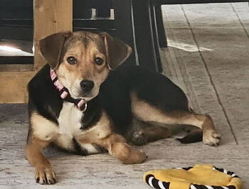 Rescue Beagle Dogs for Adoption in Odessa, Florida - Bonnie Raitt | PetCurious