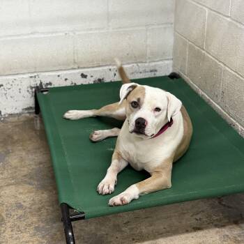 Fred -  Pit Bull Terrier Dog for Adoption in Geronimo, Oklahoma - Fred | PetCurious