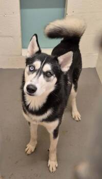 JET -  Husky Dog for Adoption in Hagerstown, Maryland - JET | PetCurious