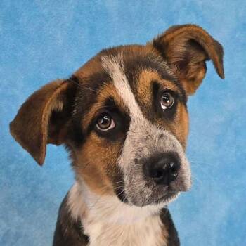 Australian Shepherd and Mixed Breed Dogs Available for Adoption - Denman *FOSTER / FOSTER TO ADOPT NEEDED* | PetCurious