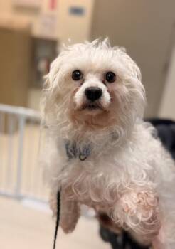 Ramsey -  Maltese Dog for Adoption in Disputanta, Virginia - Ramsey | PetCurious