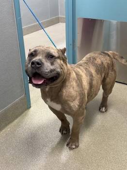 Pit Bull Terrier Dogs Available for Adoption in Las Vegas, Nevada - DYNO | PetCurious