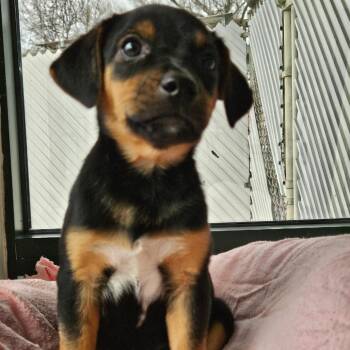Miniature Pinscher Dogs Available for Adoption - Cleo | PetCurious