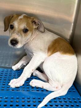 Sesame -  Pit Bull Terrier Dog for Adoption in Nacogdoches, Texas - Sesame | PetCurious