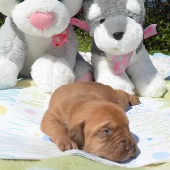 Daisy Pup 7 -  Retriever Dog for Adoption in Enterprise, Alabama - Daisy Pup 7 | PetCurious