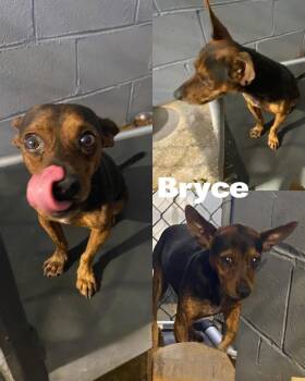 Rescue Terrier and Dachshund Dogs for Adoption in Saint James, Missouri - Bryce | PetCurious