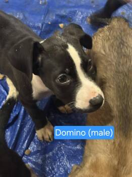 Domino -  Border Collie Dog for Adoption in Center Square, Pennsylvania - Domino | PetCurious