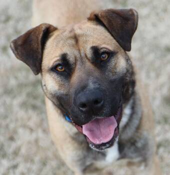 Mastiff Dogs Available for Adoption - Todd (AO35870) | PetCurious
