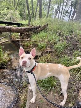 Breeze -  Pit Bull Terrier and Husky Dog for Adoption in Williamsburg, Iowa - Breeze | PetCurious