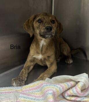 Mixed Breed Dogs Available for Adoption in Sterling, Massachusetts - Bria - 4 Months AVAILABLE 5/27 | PetCurious