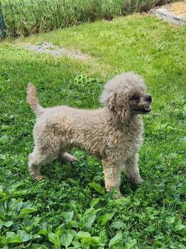 Cookie -  Cavapoo Dog for Adoption in Trumansburg, New York - Cookie | PetCurious