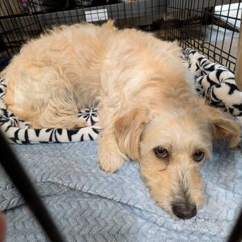Terrier Dogs Available for Adoption in Marietta, Ohio - C. W. (Neutered) (Photos 5/7/2026) | PetCurious