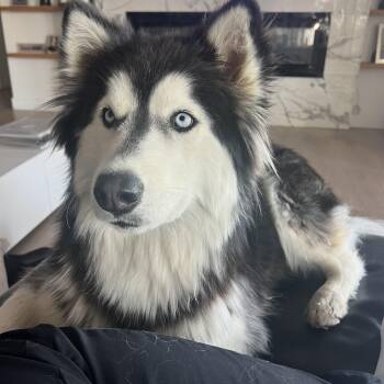 Stormy and Joy -  Siberian Husky Dog for Adoption in Menifee, California - Stormy And Joy | PetCurious